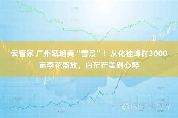 云管家 广州藏绝美“雪景”！从化桂峰村3000亩李花盛放，白茫茫美到心醉